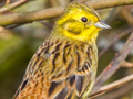 Yellowhammer